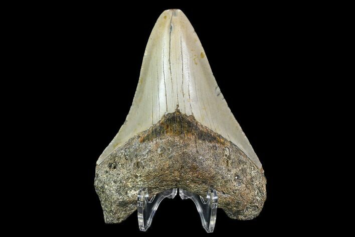 Fossil Megalodon Tooth - North Carolina #108890